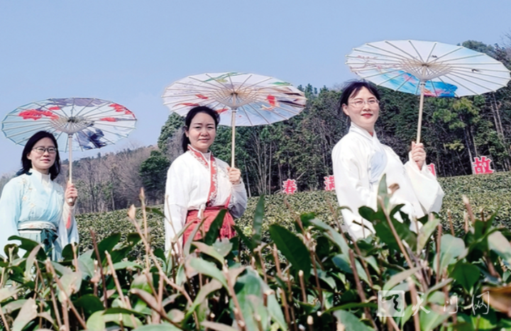 春滿茶園